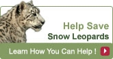 Go to Snow Leopard Trust website