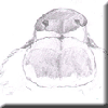 fopsy_sheet.png