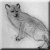 ns_foxes.jpg