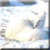 arcticfox.jpg