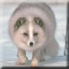 corel109072arcticfox.jpg