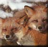 doubletrouble_foxes.jpg