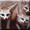 fennec_fox.jpg