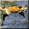 fox_hop.jpg