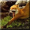 fox_stretch.jpg