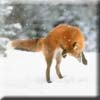 foxjump.jpg