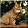 gray_fox_cub.jpg