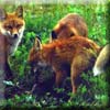 kit_fox.jpg