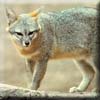 kit_fox2.jpg