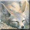 kit_fox3.jpg