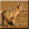 kit_fox4.jpg