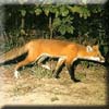 koreanredfox.jpg
