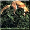 pouncy.jpg