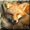 red_fox.jpg