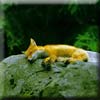 red_fox11.jpg