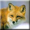 red_fox12.jpg