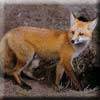 red_fox13.jpg