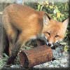 red_fox14.jpg