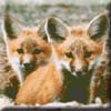 red_fox15.jpg