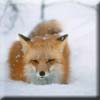 red_fox2.jpg