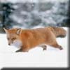 red_fox3.jpg