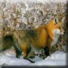 red_fox5.jpg