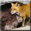 red_fox6.jpg