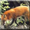 red_fox7.jpg