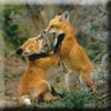 red_fox9.jpg