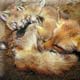 red_fox_cub.jpg