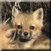 red_fox_cub2.jpg