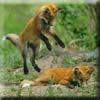 redfoxkits.jpg