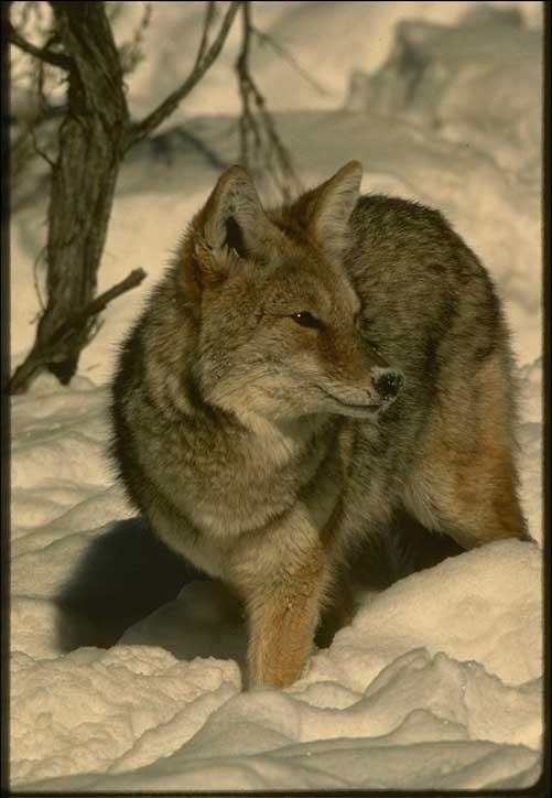 coyote-in-snow