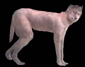 Morph