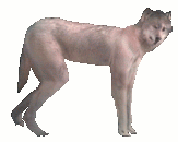 Anthrwolf