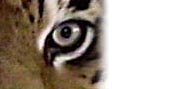 Tiger Eye