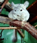 chinchilla