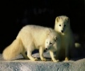 ARCTIC FOX